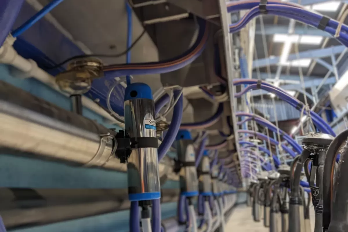 Cotswold Cluster Flush 