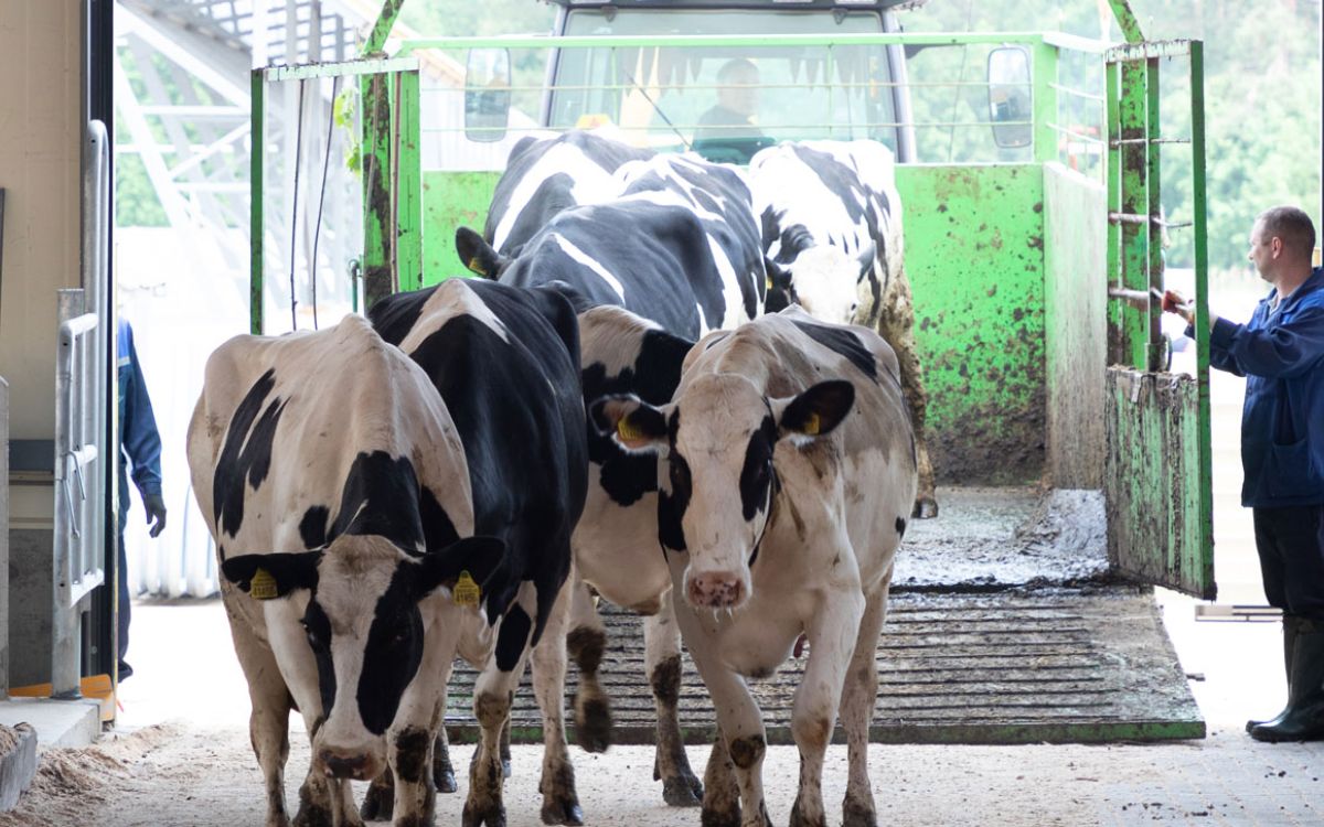 Cows entering a walkover teat spray  system