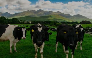 Cotswold Dairy Equipment