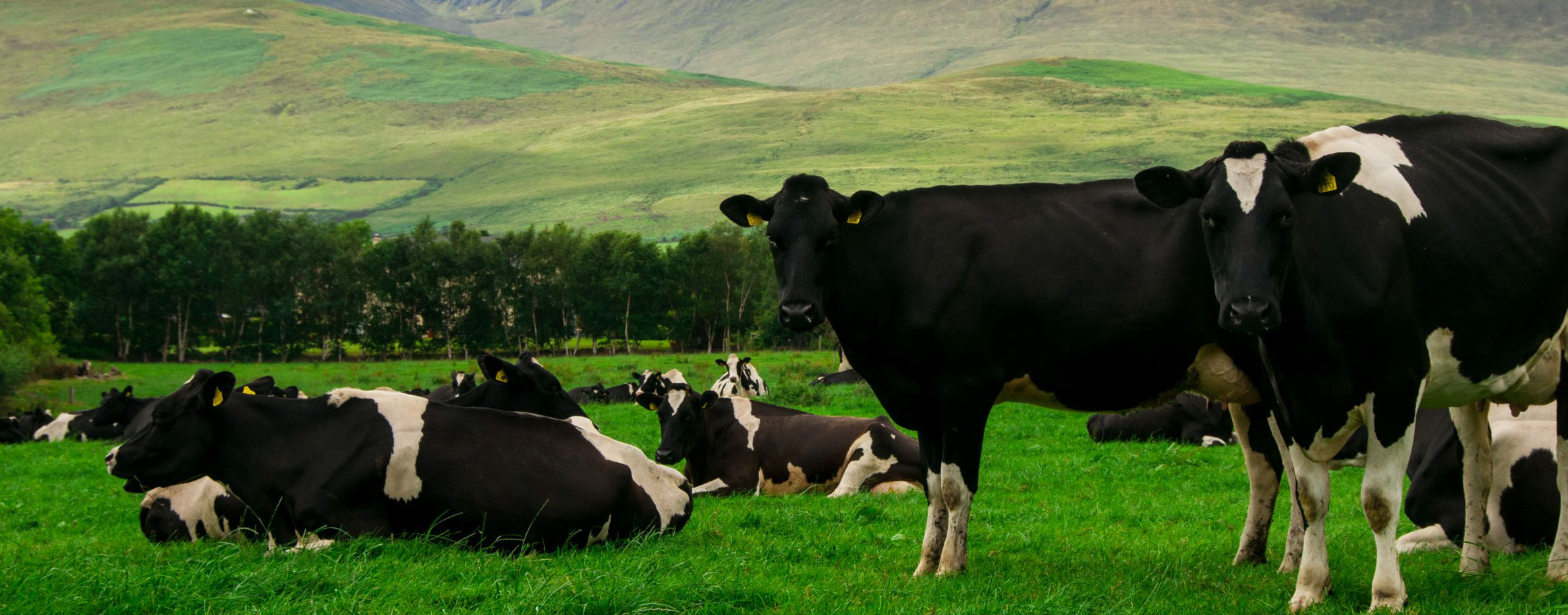 Cotswold Dairy Equipment