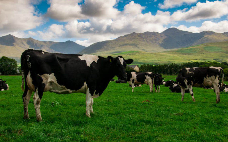 Cotswold Dairy Equipment